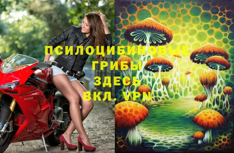 купить   Сатка  Псилоцибиновые грибы Psilocybine cubensis 